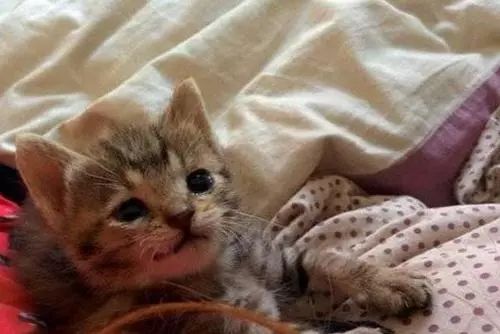 如何区分猫咪有鼻涕和泪痕,蓝白猫咪有泪痕怎么回事