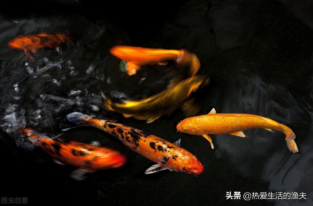 锦鲤烂嘴怎样治疗,锦鲤烂嘴怎么治疗