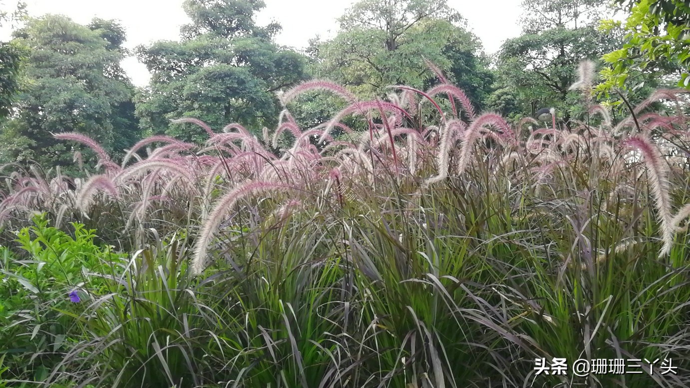 广州湿地公园推荐,广州龙潭河湿地公园