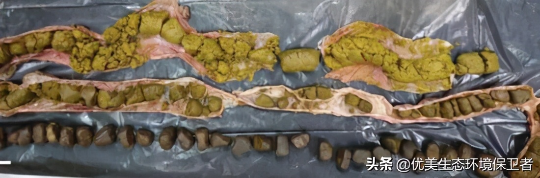 树袋熊慢动作,树袋熊也叫树懒么