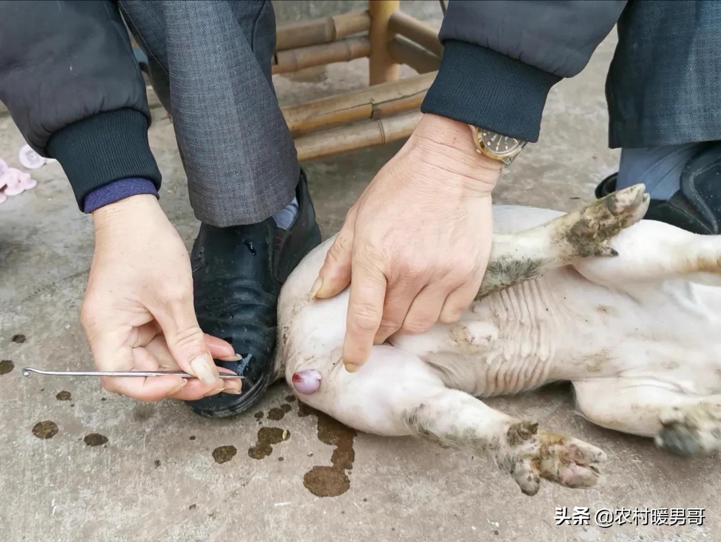 带大家一起走进乡村生活,农村生活带你体验