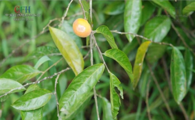 谈化疗色变这几个误区你中招了吗,十大极毒的植物