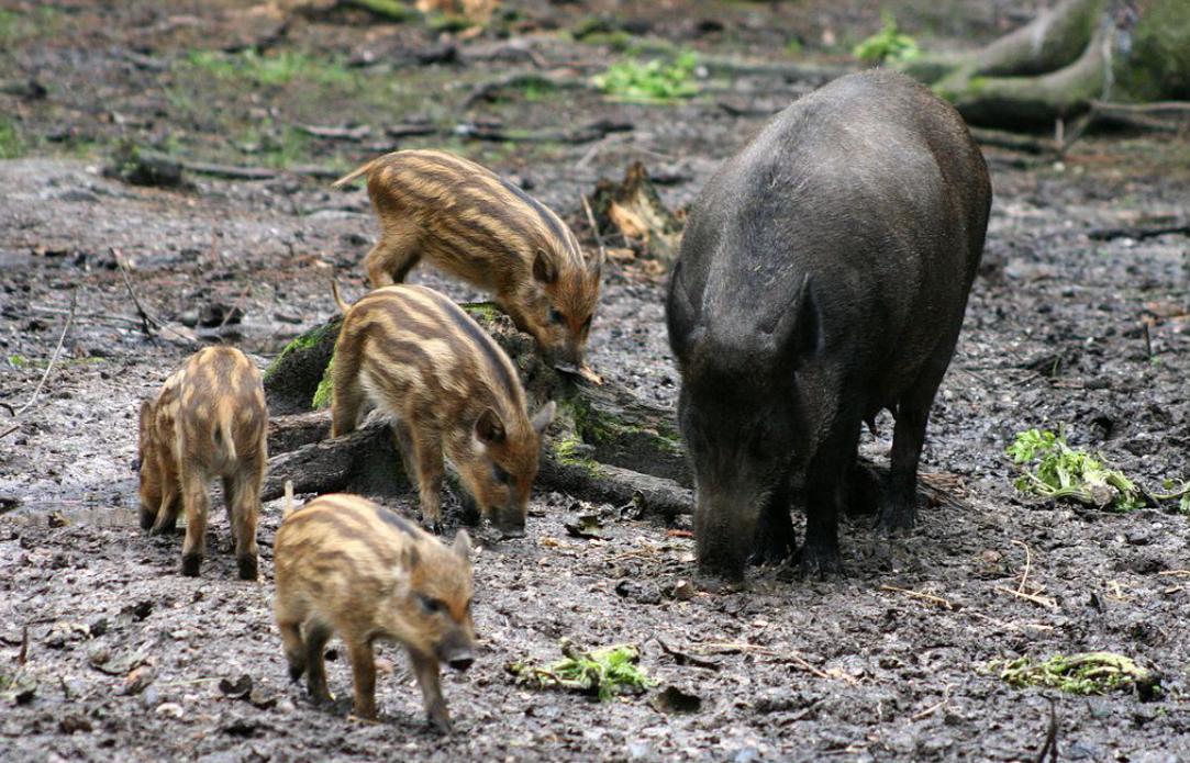 野猪现在泛滥的原因有哪些,野猪泛滥如何控制野猪