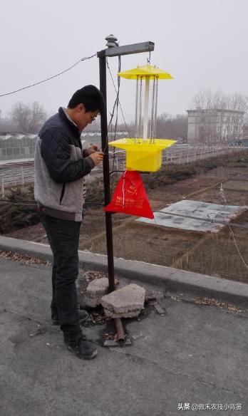 蚜虫的正确防治方法,蚜虫怎么防治才能彻底消灭