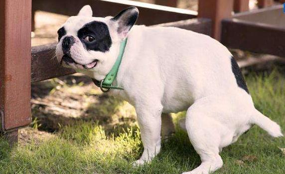 怎么训练狗狗定点大小便室内,训练狗狗定点大小便室内