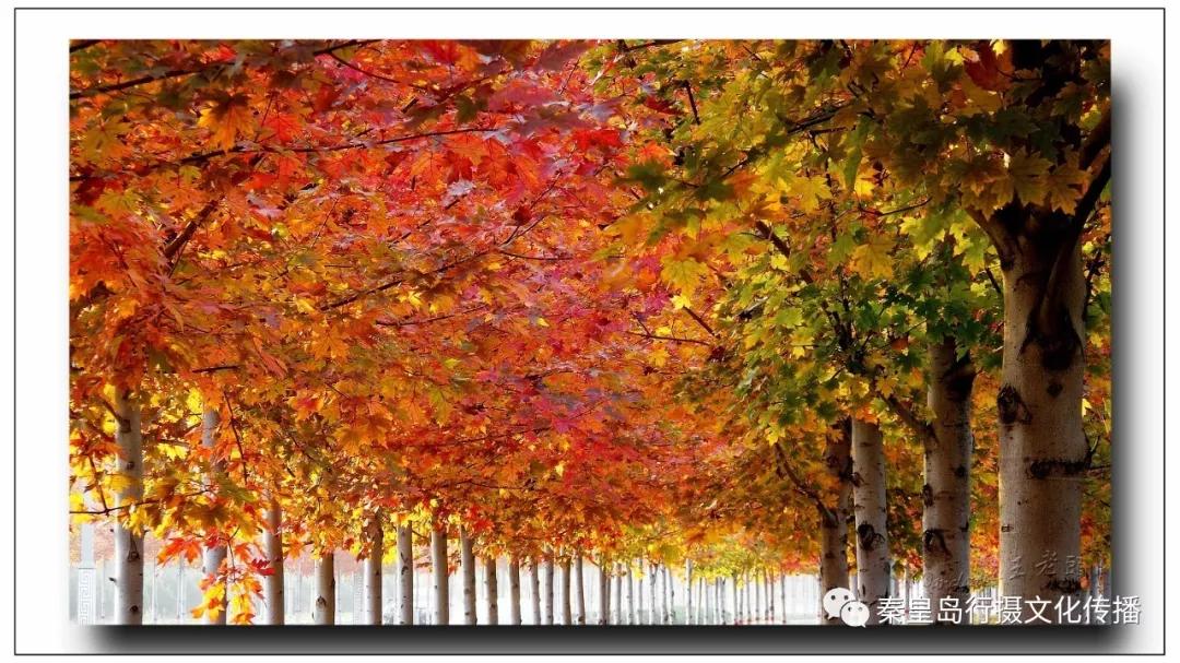 秦皇岛秋天美景,秦皇岛秋天落日和晚风