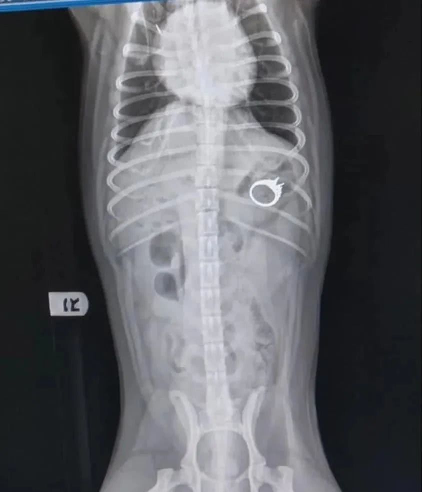 巴哥不小心吞下钻戒,女主人急忙带它去手术,支付完费用心塞了