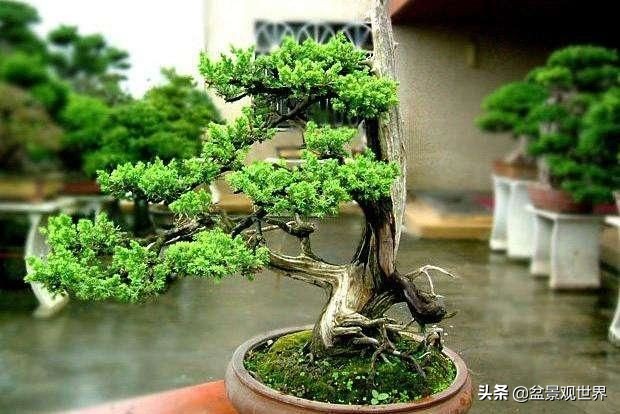 适合家庭栽的寓意好的八种树,适合庭院种植的8种树大气美观