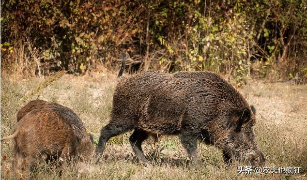 一猪二熊三老虎的下一句,一猪二熊三老虎老话