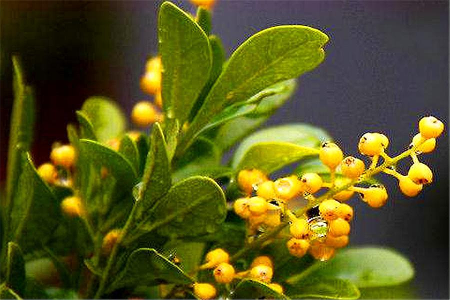 米兰花怎么快速养高大,新手养米兰花的正确方法