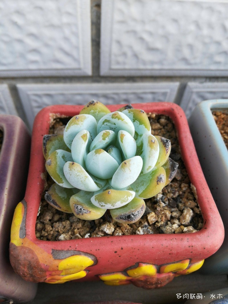 这才是多肉夏天该有的样子,多肉短期内颜值最高的时刻