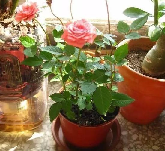 小苏打养花的妙用茉莉可以用吗,怎么让小苏打清洁作用发挥最大