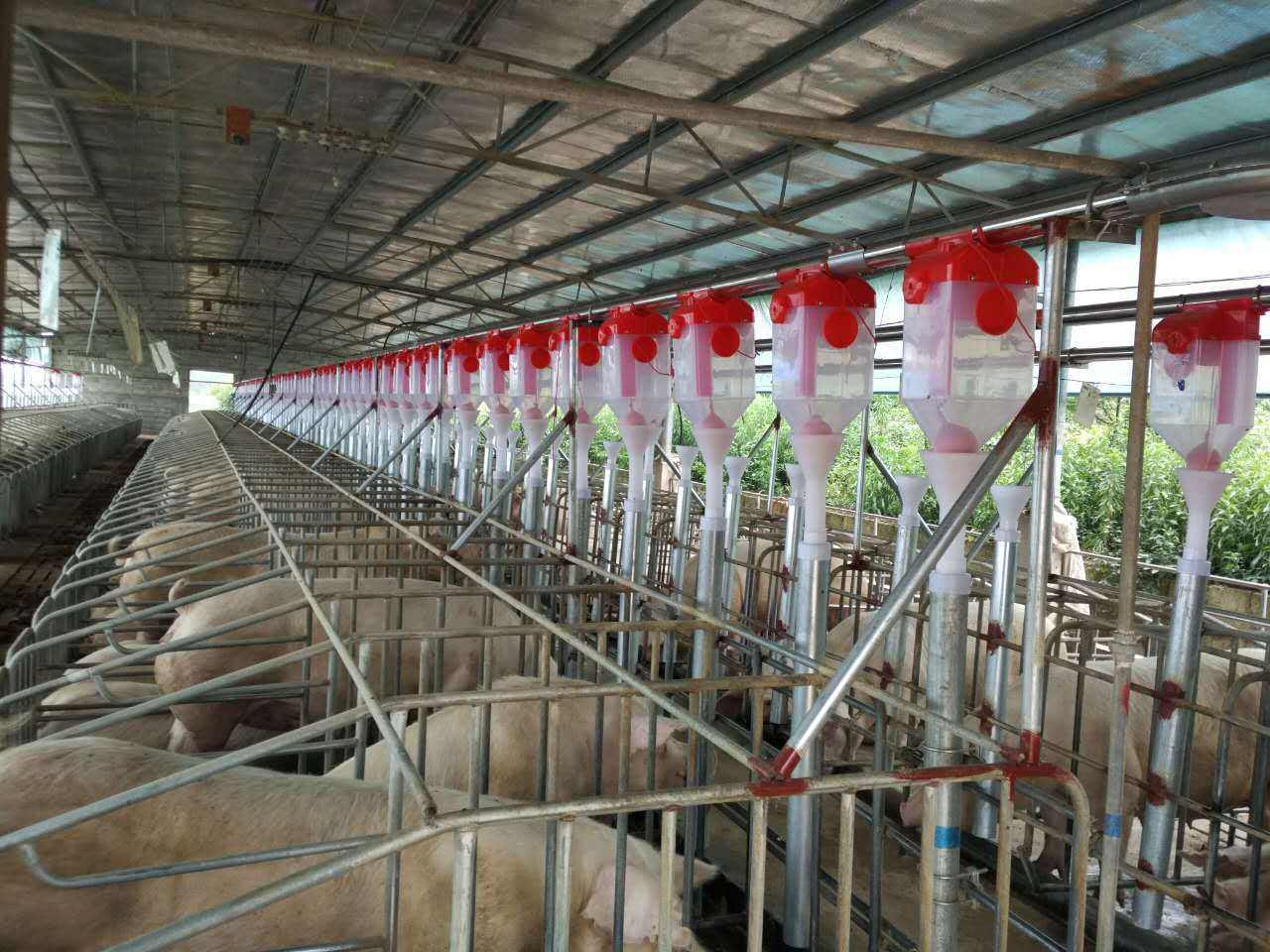 想建养殖基地申请怎么写,想建个猪场怎么申请