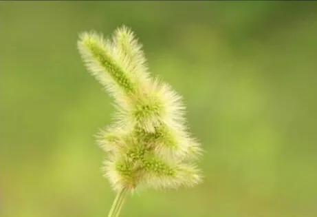 狗尾巴草怎么编兔子教程,狗尾巴草编小东西简单教程