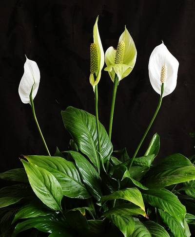 50种常见花卉浇水技巧,50种花卉种植技巧