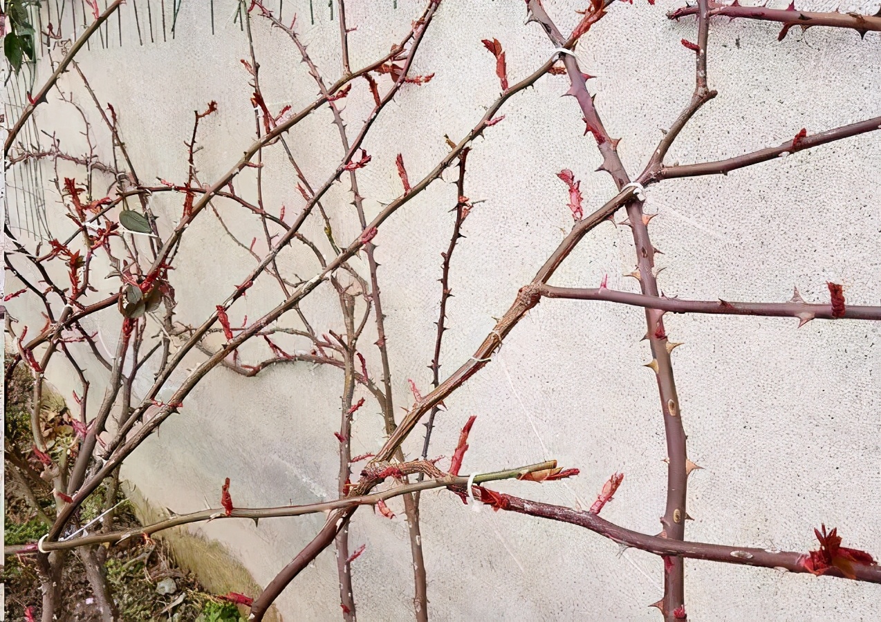 藤本月季春季开花后怎样管理,藤本月季开花前的管理