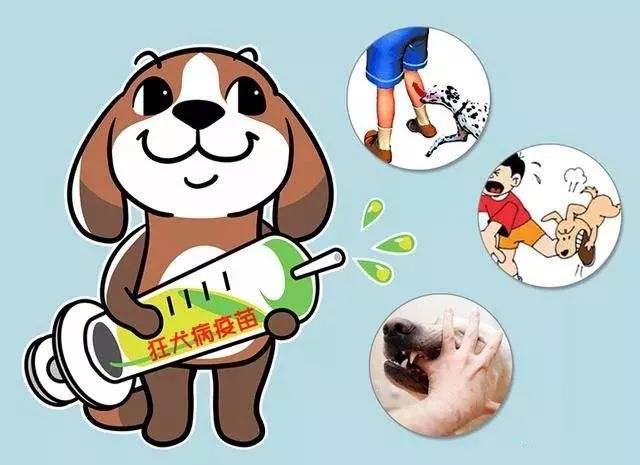 关于狂犬病你不得不知的几个问题,关于狂犬病需要知道的二三事