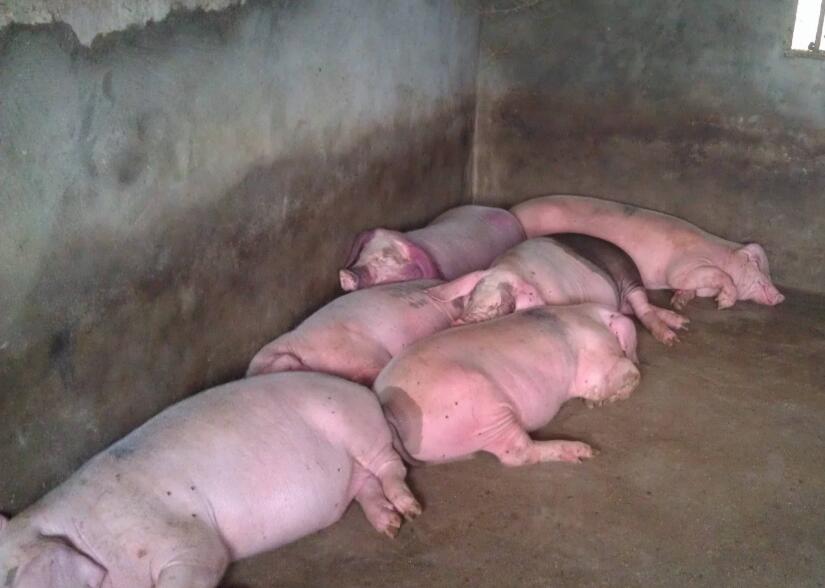 引起猪流鼻涕的病有哪些？有些病还真不简单！