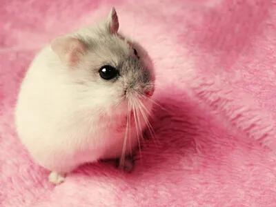 被老鼠咬要花多少钱,被老鼠咬了一小口