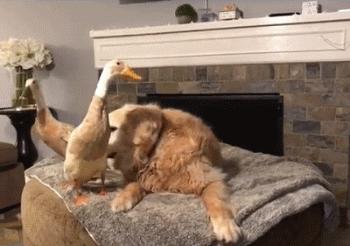 被大鹅欺负的金毛,金毛老是被鸭子欺负