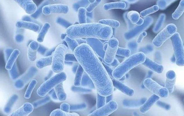 狗狗早上空腹吐黄泡沫,狗狗吐黄粘液为什么吃草