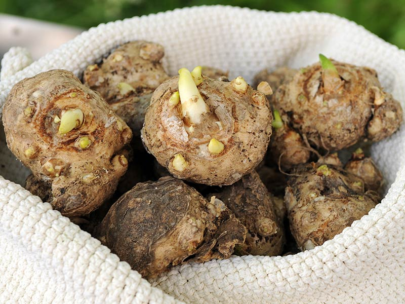 夏季怎样养好马蹄莲花盆栽,马蹄莲叶子枯萎是什么原因造成的