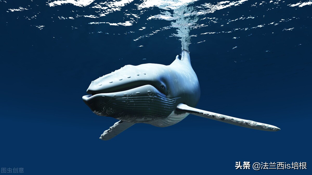 猫咪会动小鸟吗,猫咪会欠揍吗