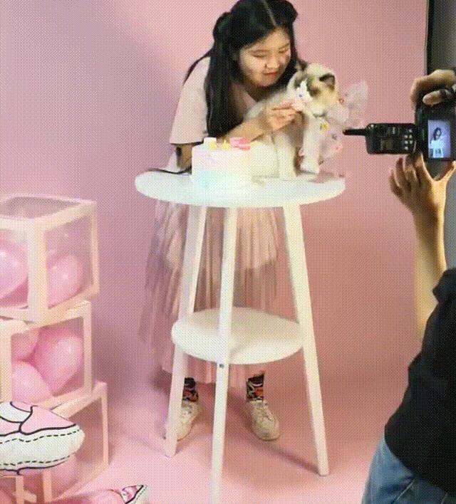 宠物港沈阳店,宠物港华业店