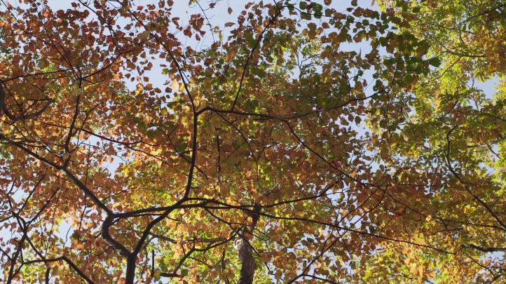 美食电影小森林,美食治愈日剧小森林