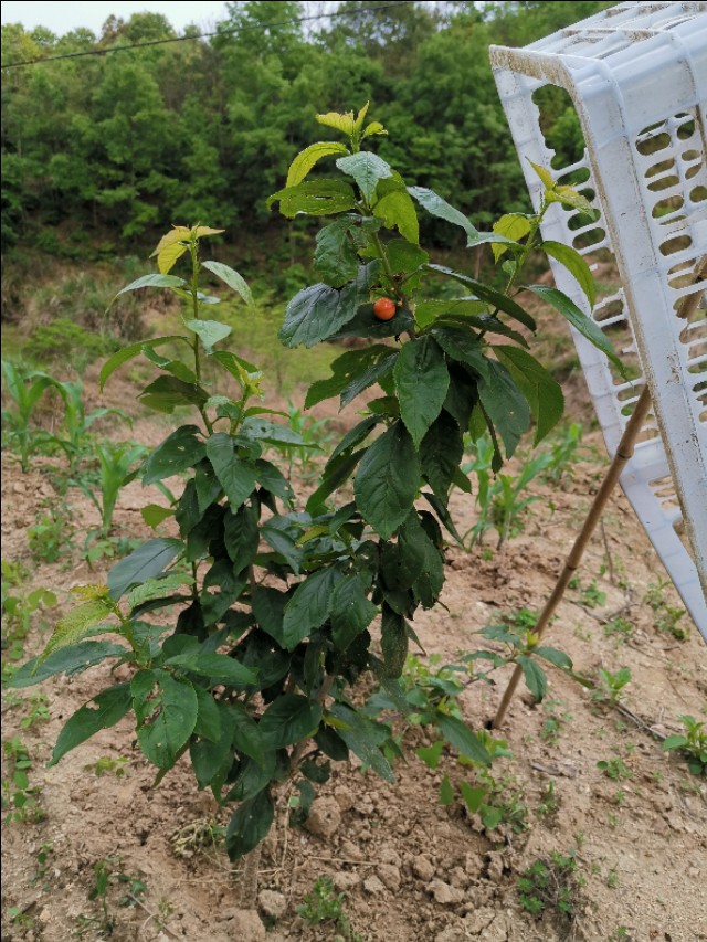 老爸栽的果木，品种很多哦！