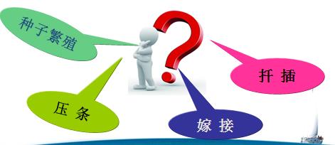 铁皮石斛植物组织培养,植物培养基础知识