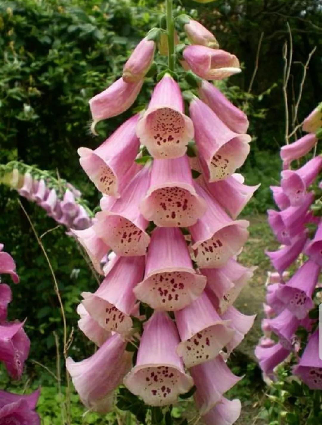 秋日私语：抬头一笑百媚生，美不惊人死不休的造型奇花