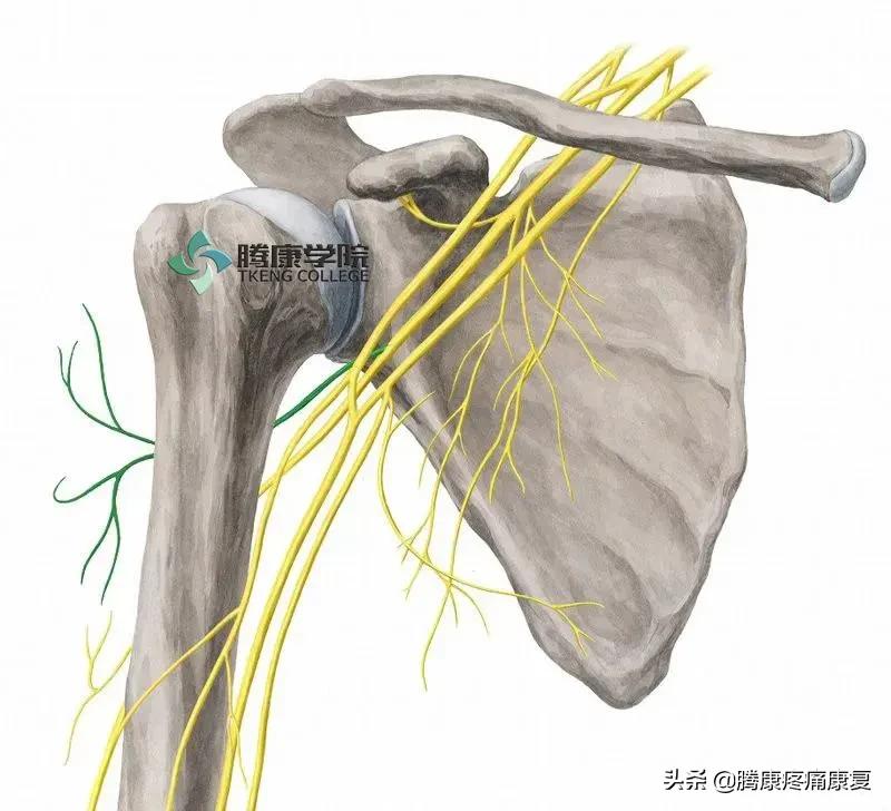 最全！脊神经系统汇总