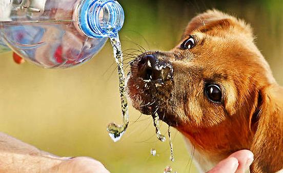 狗狗大量饮水会导致吐黄水吗,狗狗晚上喝水特别频繁是怎么回事
