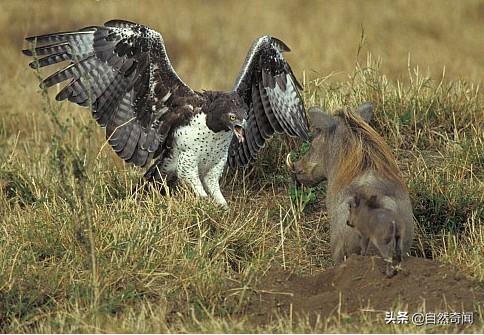 金雕猛禽排名,猛禽战斗力排行榜第一名