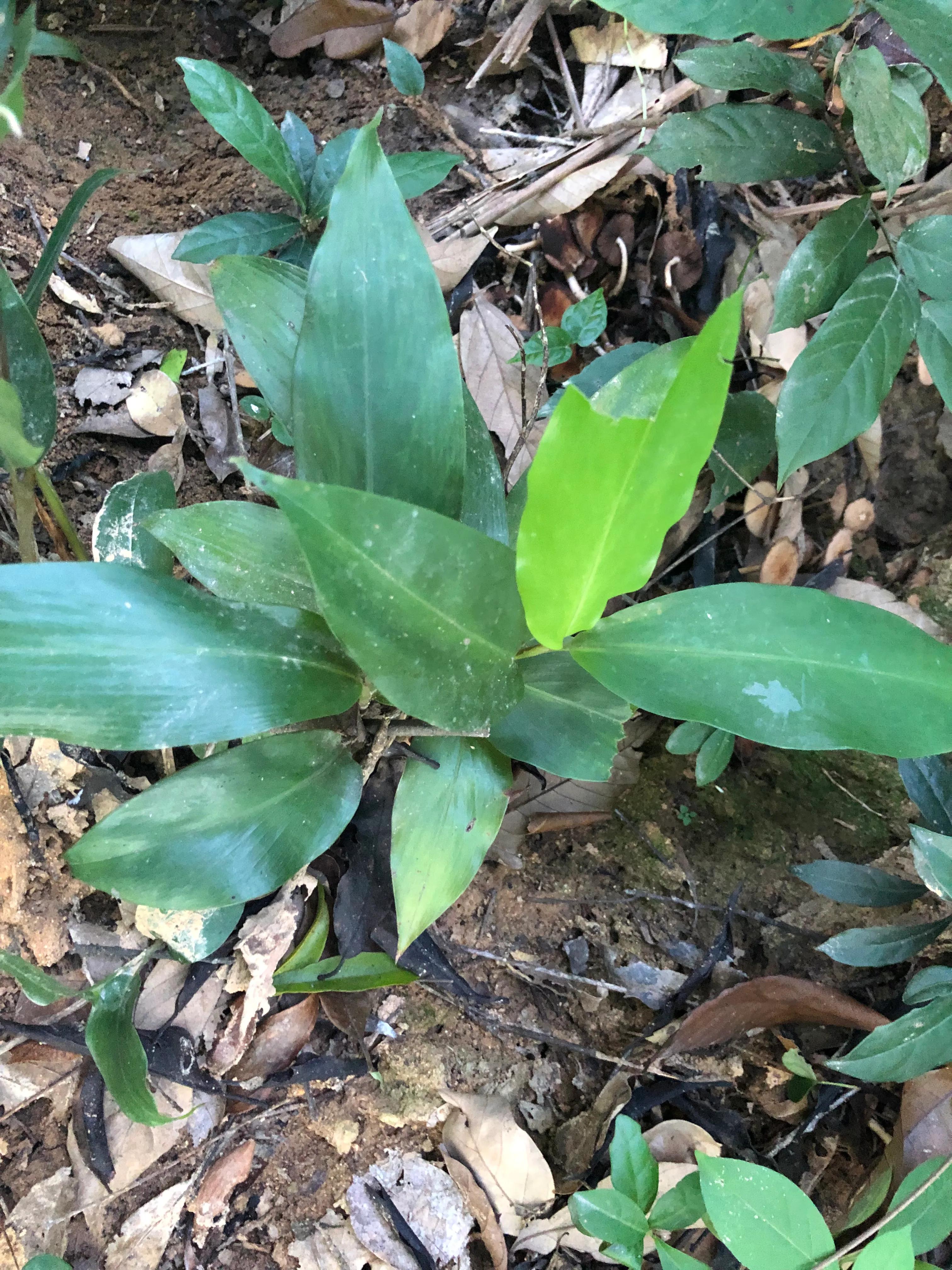 娣卞北鑰佹灄閲庤彍妞嶇墿,鍘诲璁垮北闂寸殑閲庣敓鏈崏妞嶇墿