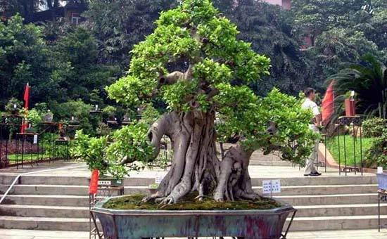 榕树盆景气根造型三法,榕树盆景造型的讲解
