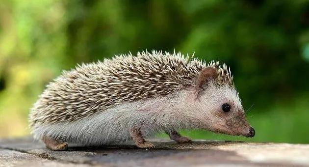 胡黄白柳灰五仙的来历,胡黄灰白柳蟒分别指的是什么