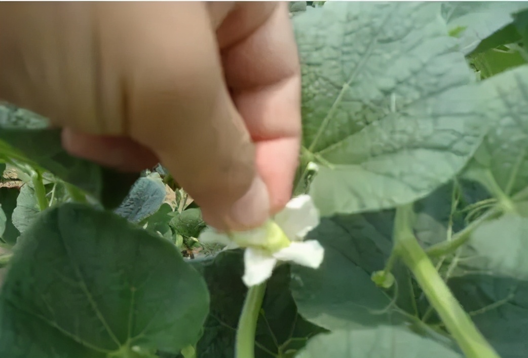 手捻葫芦如何把玩迅速变红,手捻葫芦盘玩的最高境界