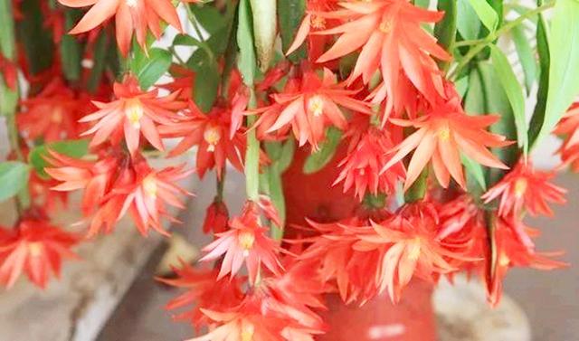 开花超美de仙人掌三千金：蟹爪兰、仙人指、假昙花，你能分清吗？