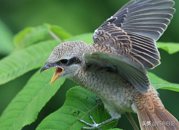 治疗鸟的眼病用什么药,鸟类的眼部疾病
