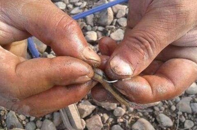 气温高对钓黑鱼有影响吗,热天钓黑鱼绝招