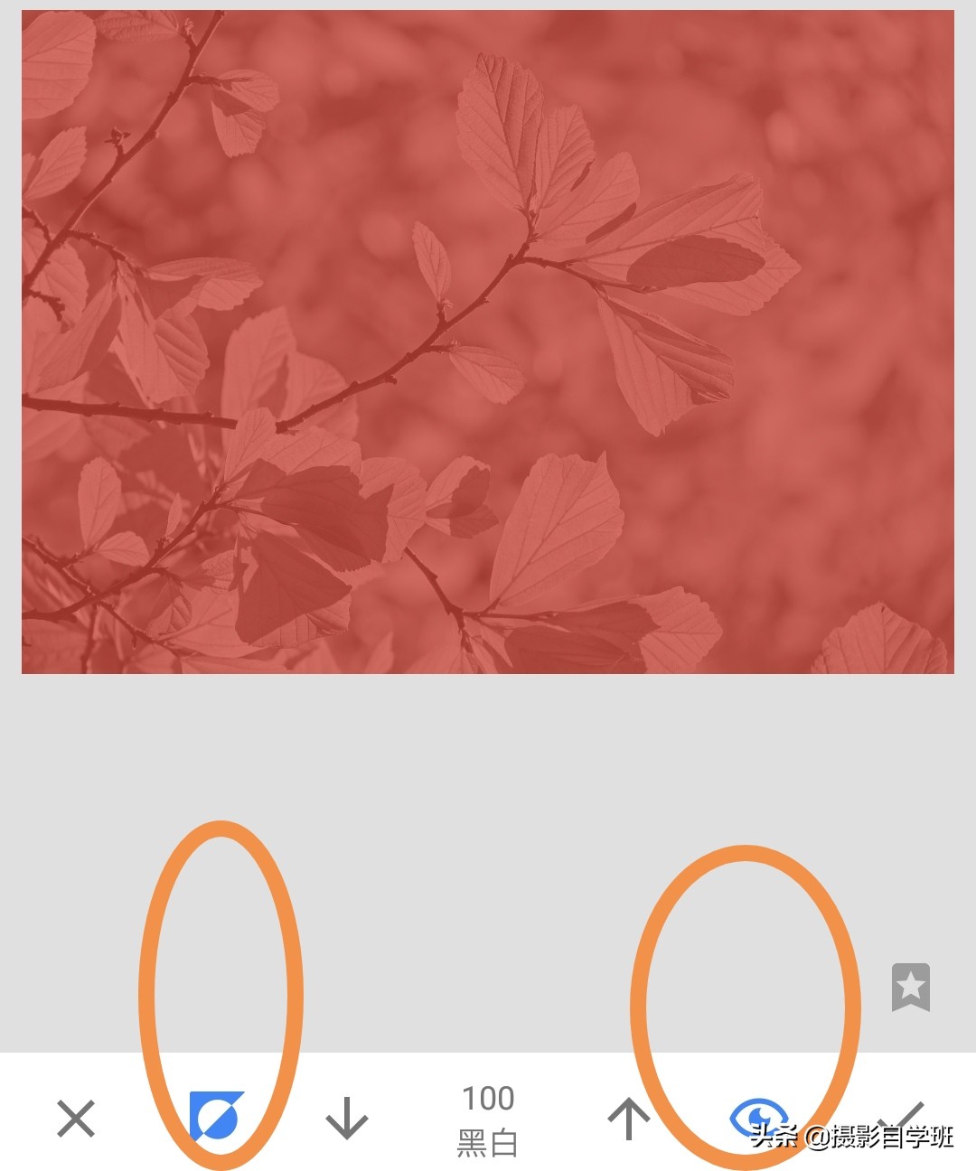 怎么拍出有质感的植物,如何拍出植物特别绿