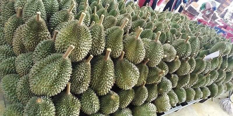 榴莲品种d13,泰国榴莲d197是什么品种