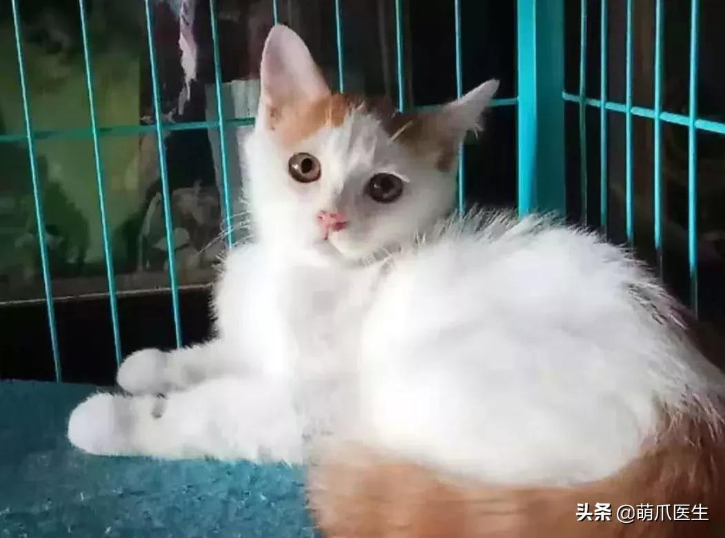 领养一只猫真的很难吗,领养很难