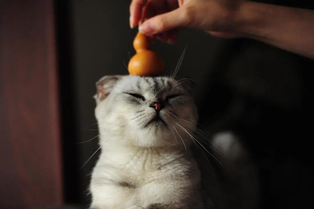 因为养猫产生家庭矛盾该不该弃养,因为养猫和婆婆有矛盾怎么判