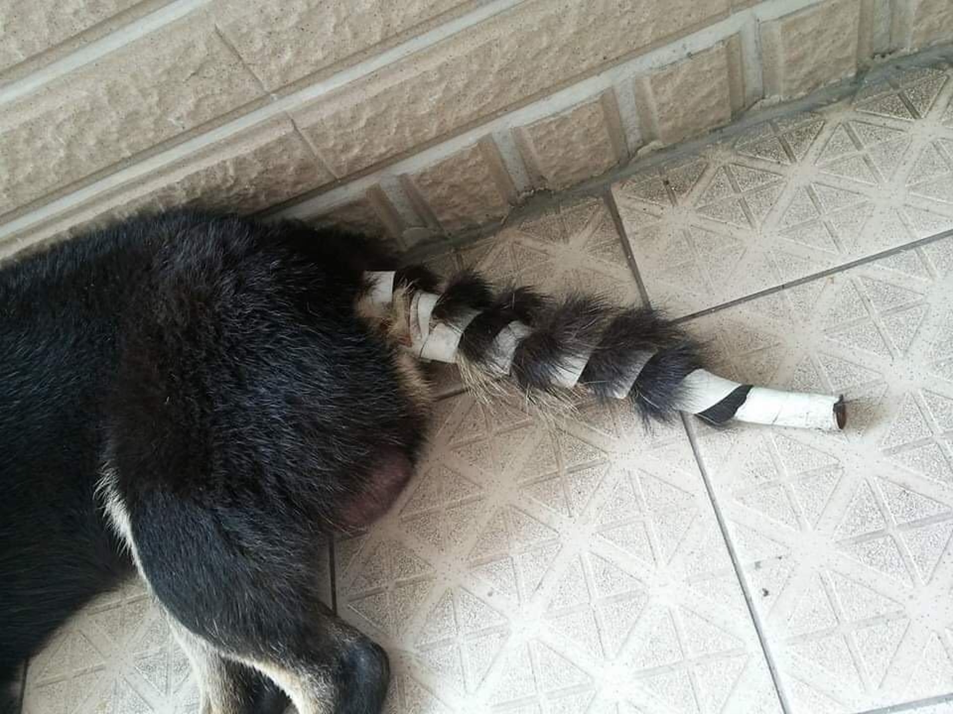 柴犬因白天被主人打了一夜未归,柴犬被打后有心理阴影