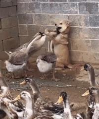 赔59万,咬成残疾,被称家禽界流氓!村霸大鹅,为何见谁都硬刚?