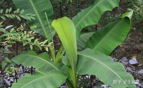 你见过这么实用的餐具吗,你没见过的厨房用品好物