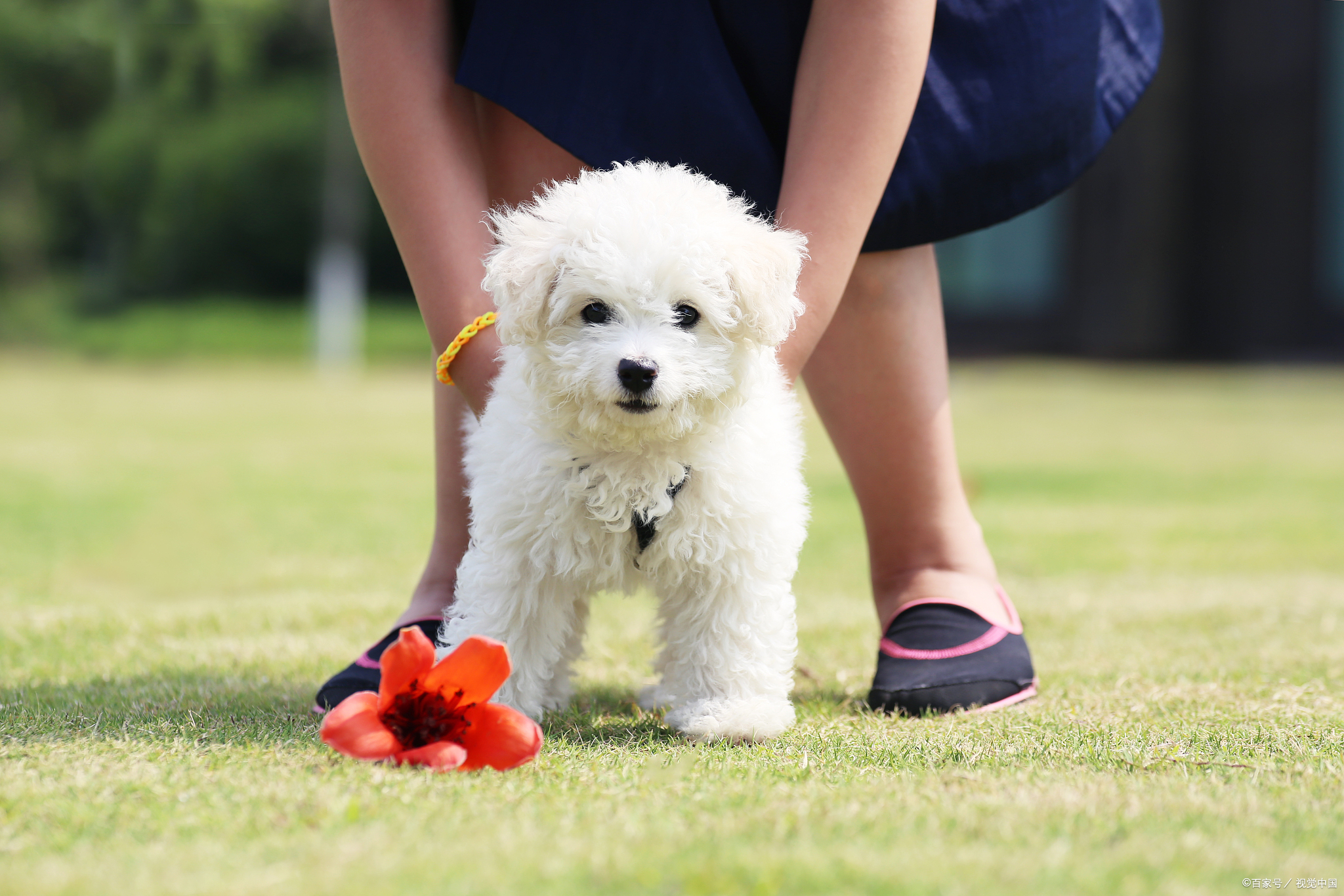 泰迪犬一般吃什么狗粮比较好,养泰迪犬怎样选狗粮